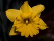 Night Time flash flower