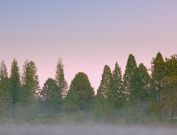 Bernheim Forest early morning photography