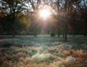 Bernheim Forest early morning photography