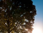 Bernheim Forest early morning photography