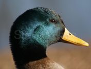 duck1