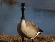 goose