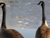 goose5