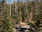 Clingmans Dome