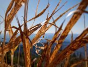 Clingmans Dome