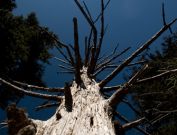 Clingmans Dome