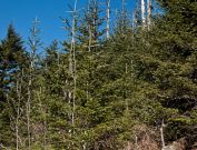 Clingmans Dome