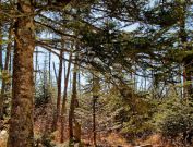 Clingmans Dome