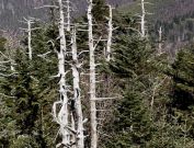 Clingmans Dome