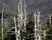 Clingmans Dome