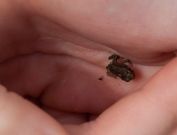 suuuper small frog