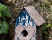 Swallow's home
