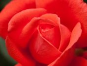Red Rose