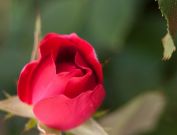 Red Rose