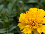 Marigold