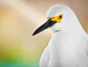 gatorland-florida-10