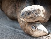 gatorland-florida-11