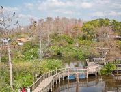 gatorland-florida-12
