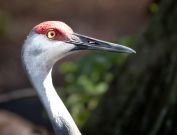 gatorland-florida-3