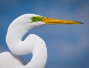 gatorland-florida-5