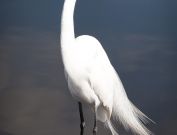 gatorland-florida-6