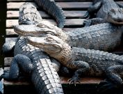 gatorland-florida-9