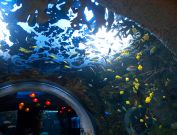 Nashville Aquarium Restaurant