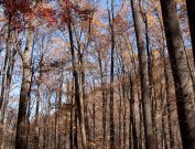 Smoky Mountains leaves