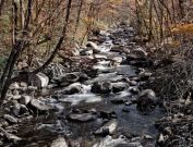 Smoky Mountains leaves