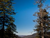 Smoky Mountains leaves