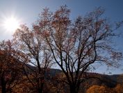 Smoky Mountains leaves