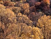 Smoky Mountains leaves