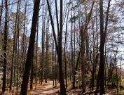 Smoky Mountains leaves