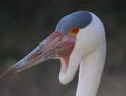 bird1