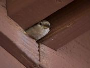 bird2