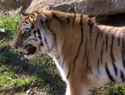 tiger2