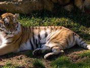 tiger3